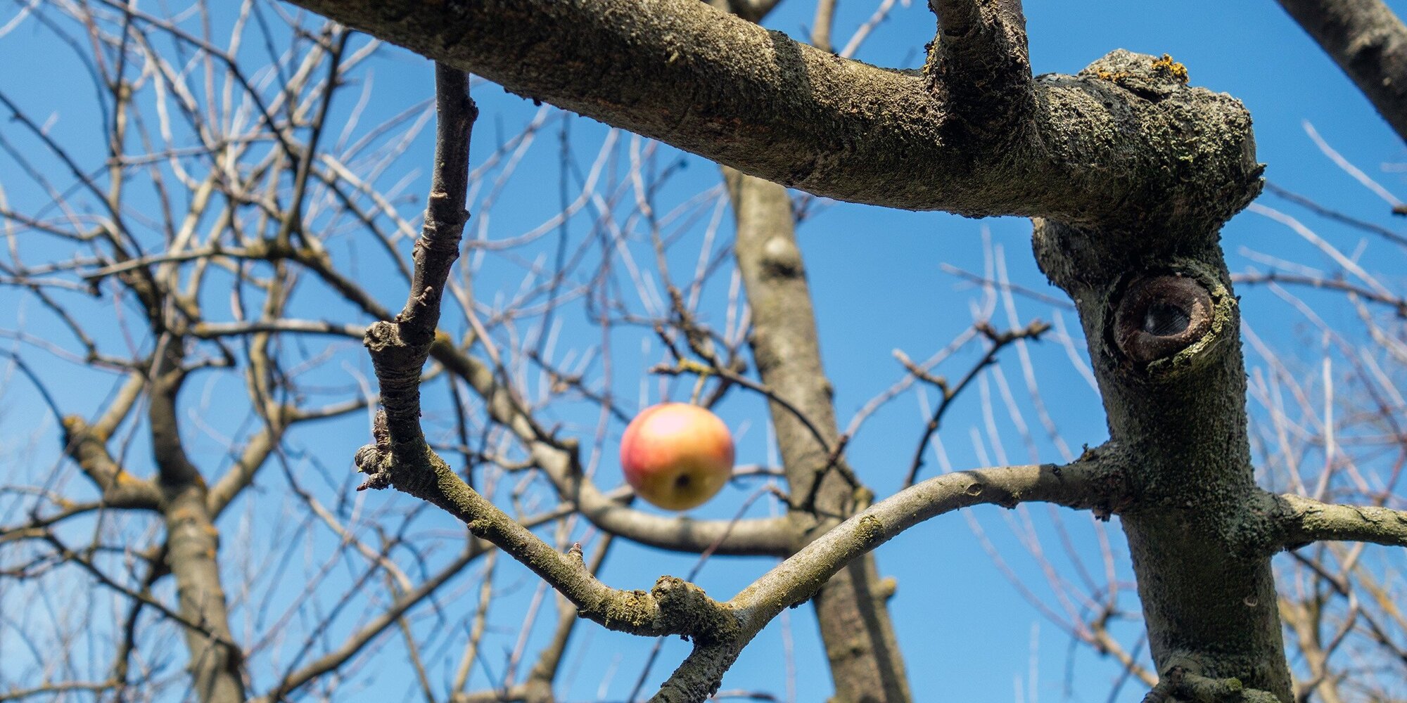 Apfel am Baum